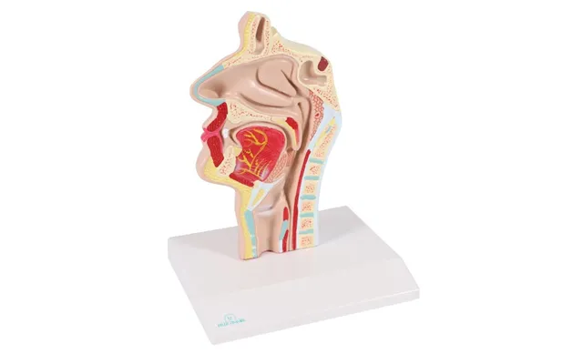 Anatomisk Model Af Mund Og Svælg