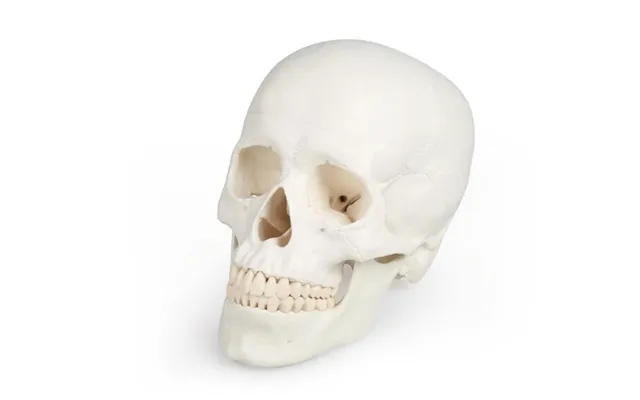 Basis Kraniemodel