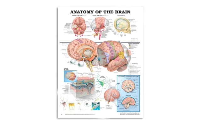 Brain Anatomy - Poster