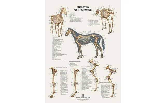 Hestens Skeletplakat 60x80 Cm
