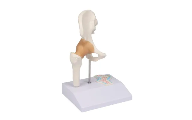 Miniature Hofteled Med Tværsnit