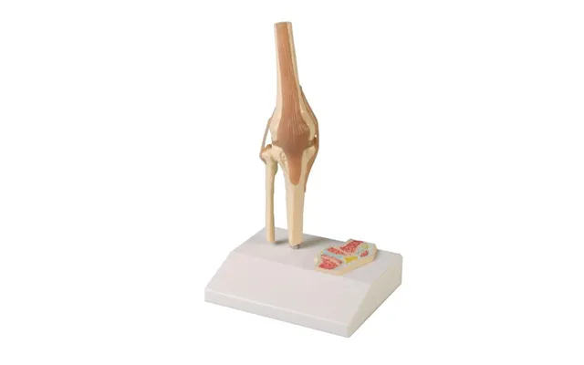 Miniature Knæled Med Tværsnit
