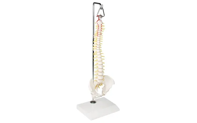 Miniature Spine På Hængende Stativ