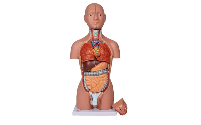 Miniature Torso - 16-delt