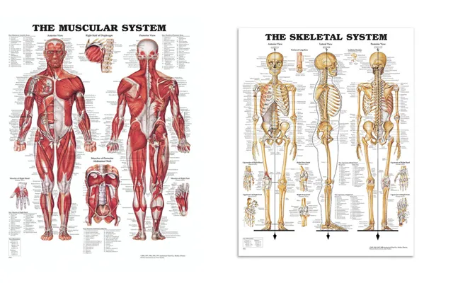 Plakatsæt Anatomy Muskler Og Skelet Pakkepris