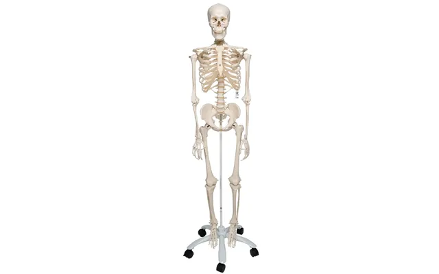 Skelet Model Willi