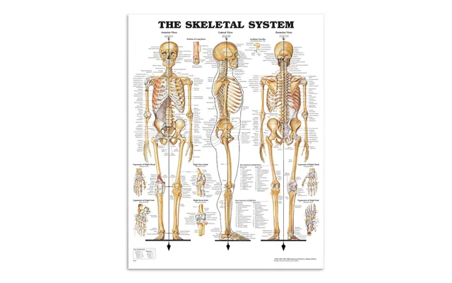 Skeletplakat Anatomi - Skeleton