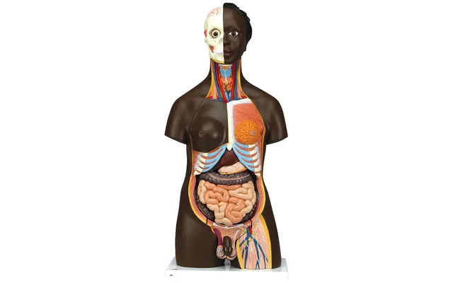 Torso Med Mørk Hud 24 Dele
