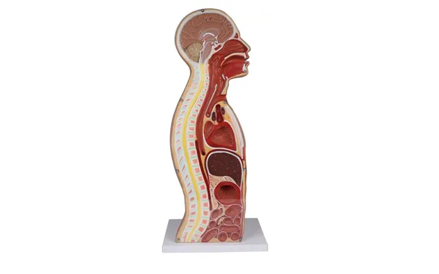 Trakeostomi Torso - Naturlig Størrelse