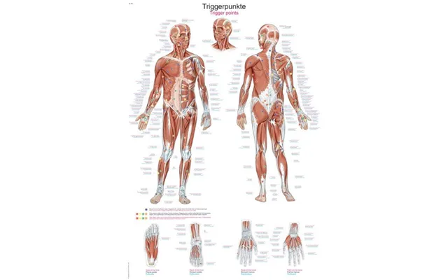 Trigger Points Board - 2 Størrelser