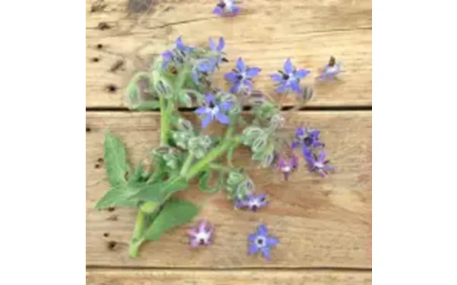 Piccolo Seeds Collection Edible Flowers - Frø