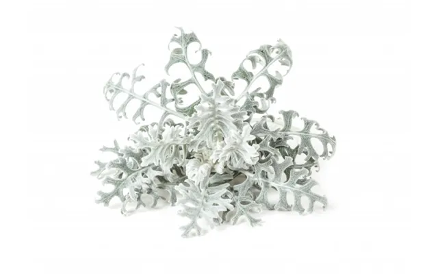 Click & Grow- Smart Garden Refill 3-pak Dusty Miller