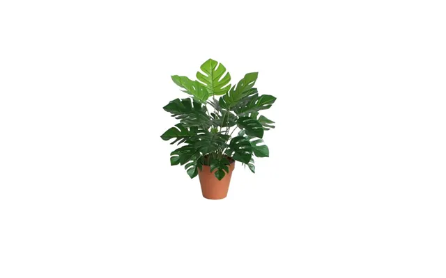 Monstera Green