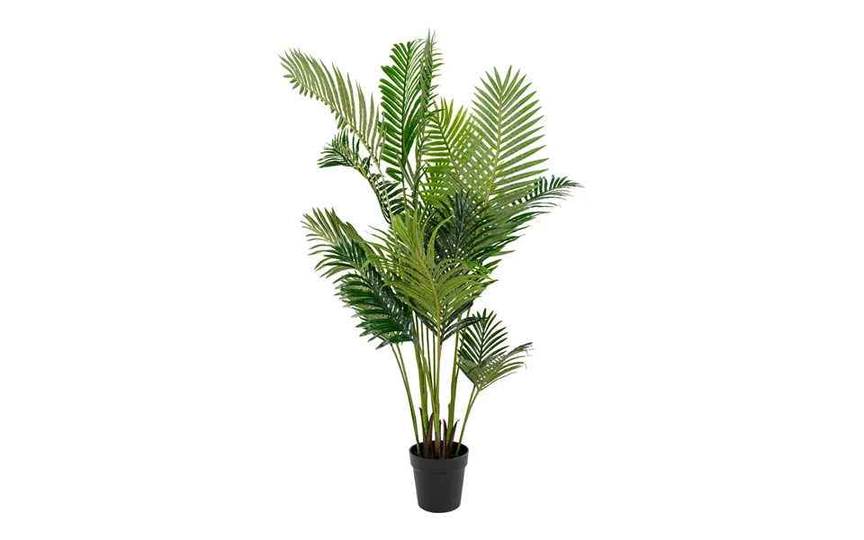 Areca palm 175 cm high