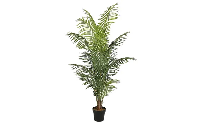 Areca Palme 200 Cm Med 14 Palmeblade product image