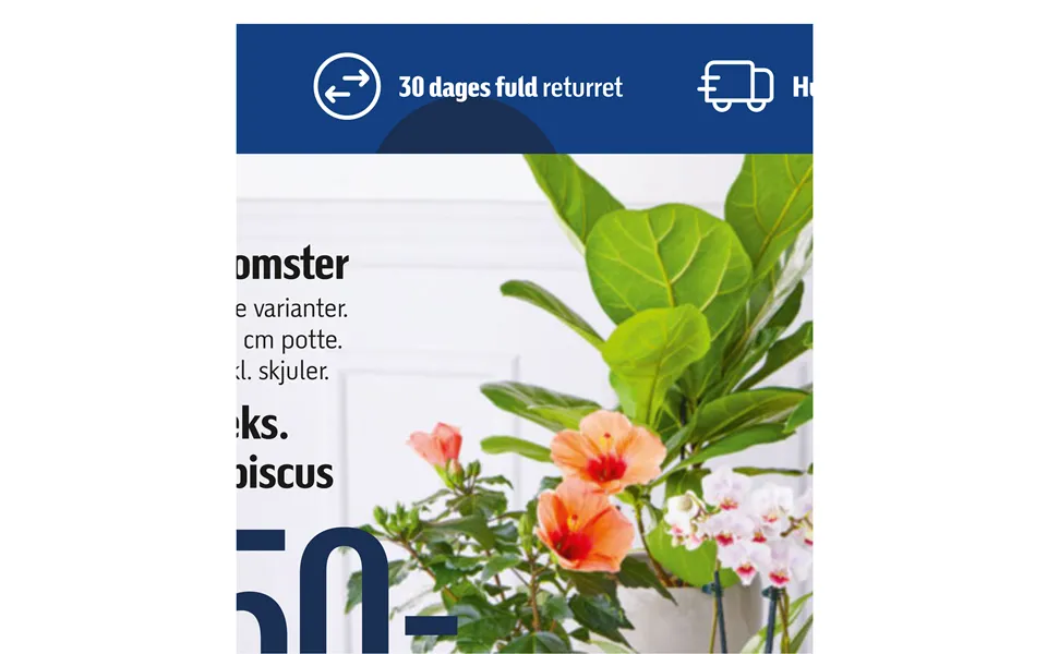 Blomster F.eks.hibiscus