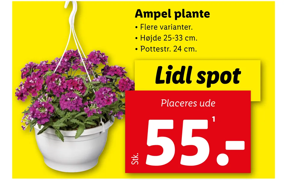 Ampel plant