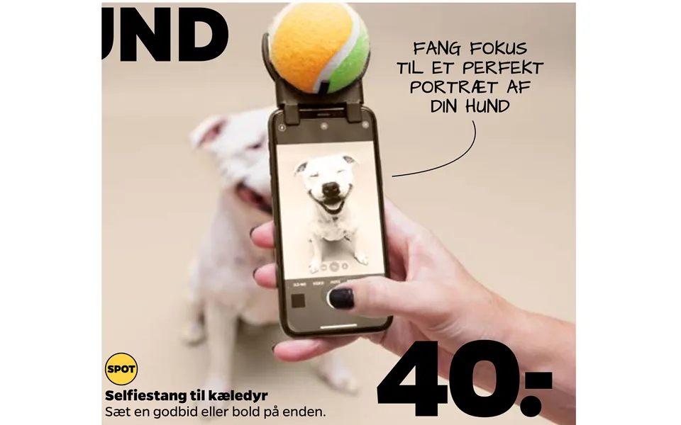 Fang Fokus Fang Fokus Til Et Perfekt Til Et Perfekt Portræt Af Portræt Af Din Hund Din Hund
