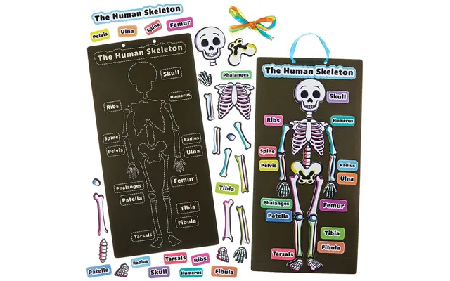 Human Skeleton Kits Pack Of 4