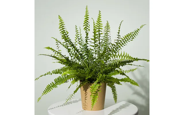 Boston Fern Plant