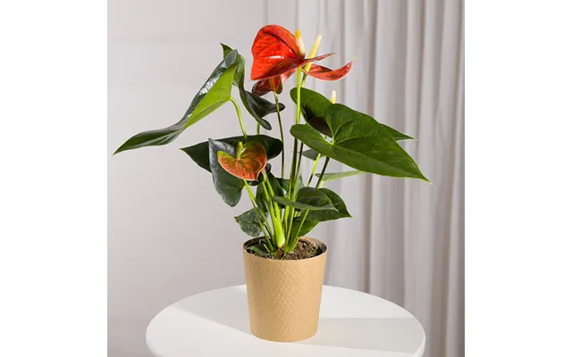 Coral Anthurium Plant