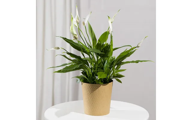 Peace Lily Plant