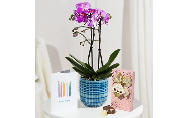 Phalaenopsis Birthday Gift