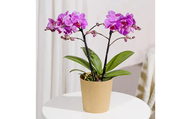 Phalaenopsis Orchid
