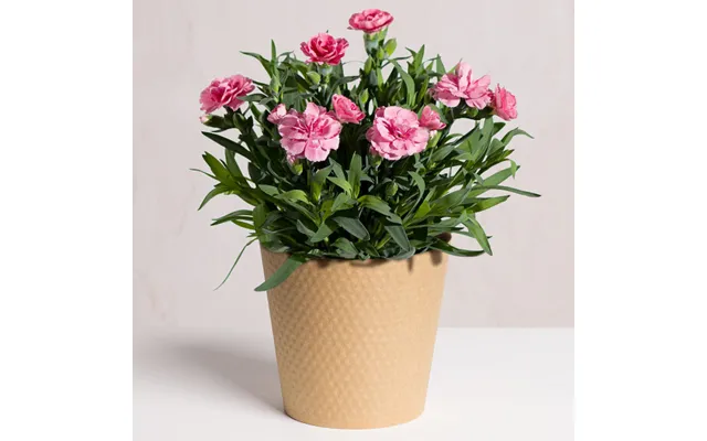 Pink Carnation Plant