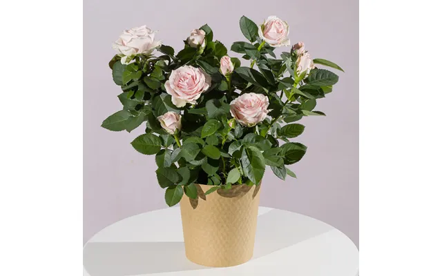 Pink Rose Plant