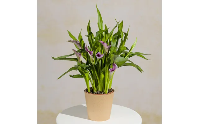 Purple Calla Lily Plant