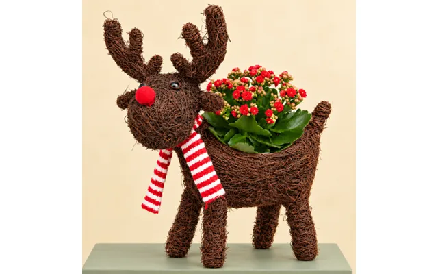 Rudolph Red Kalanchoe Planter