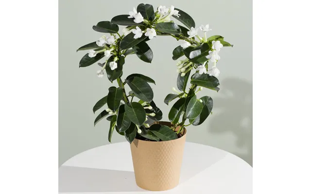 Stephanotis Plant