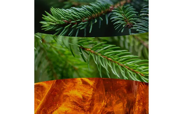 Frasier Fir