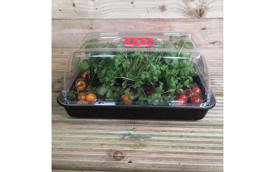 6 X 38cm Unheated Seed Starter Tray Grostart Midi Propagator Indoor Seedling Planter