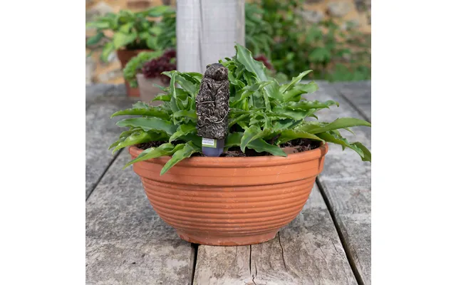 Feeder Friends - Hedgehog product image