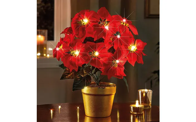 Light-up Potted Poinsettia Arrangement