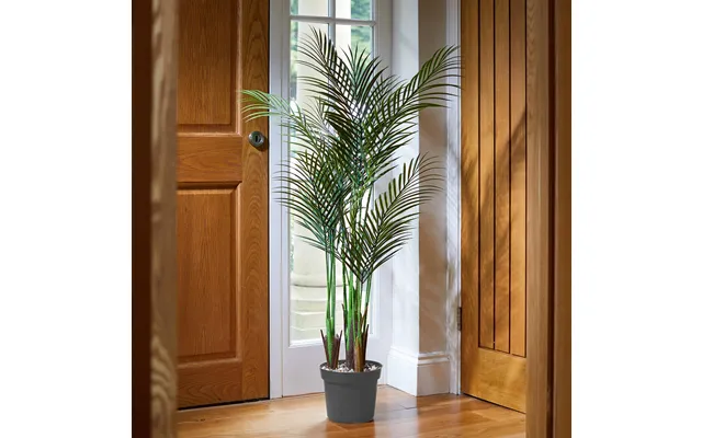 Phoenix Palm product image