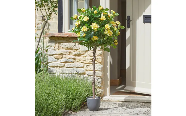 Regents Rose Yellow Standard Tree