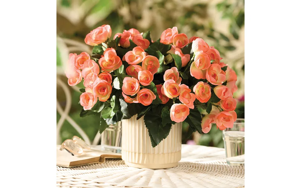 Set Of 3 Peach Begonia Picks