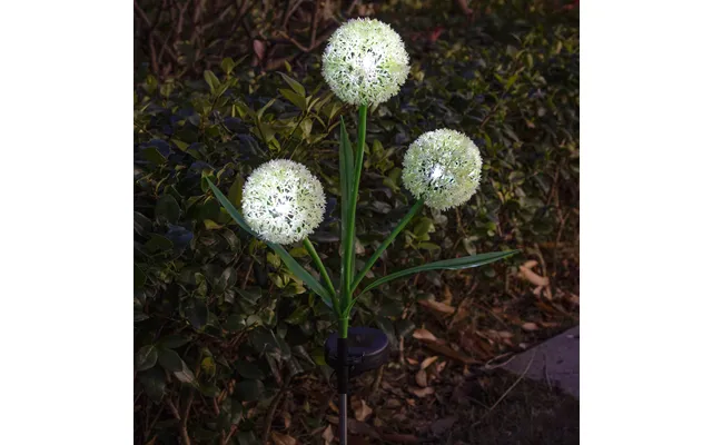 Solar Allium Bloom