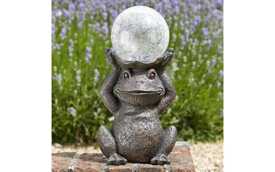 Solar Gazing Frog