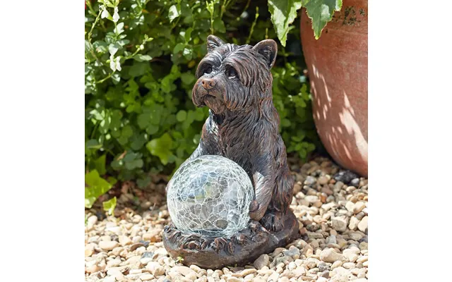 Solar Mystic Dog