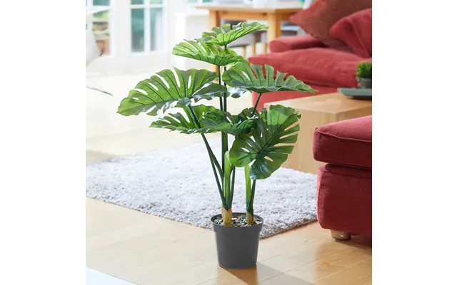 Swiss Cheese Plant product image