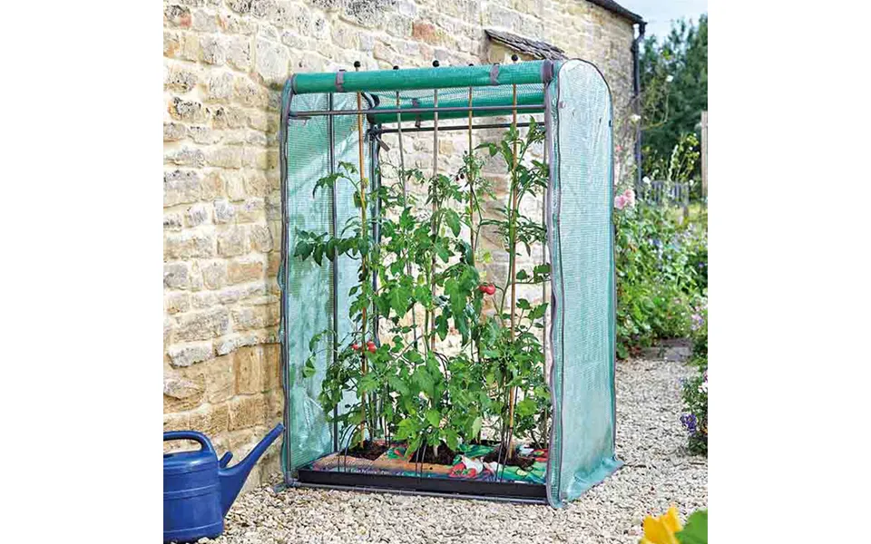 Tomato Grozone Max