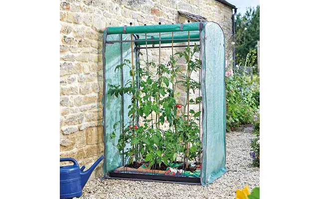 Tomato Grozone Max