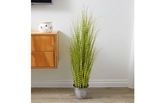Zebra Grass Potted Plant product image