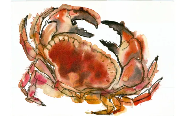Newlyn Crab 1 Signed Giclee Print - A4 Original Signed By Sarah Bell