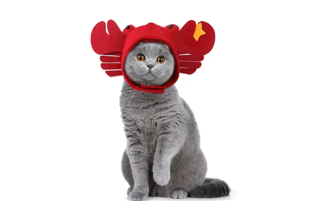 Pet Headgear Cute Dog Teddy Dress Up Sunflower Cat Headdress Wig Cat Headgear Hat - Crab Average Size