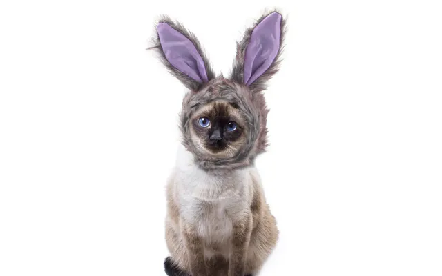 Pet Headgear Cute Dog Teddy Dress Up Sunflower Cat Headdress Wig Cat Headgear Hat - Gray Rabbit Hat Average Size